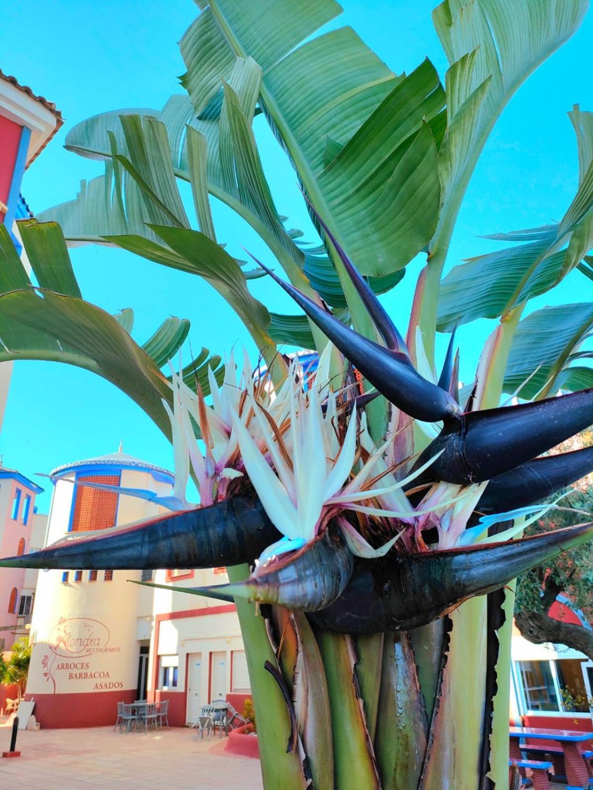 Ferienwohnung Casa De Buenos Dias Torrevieja Exterior foto